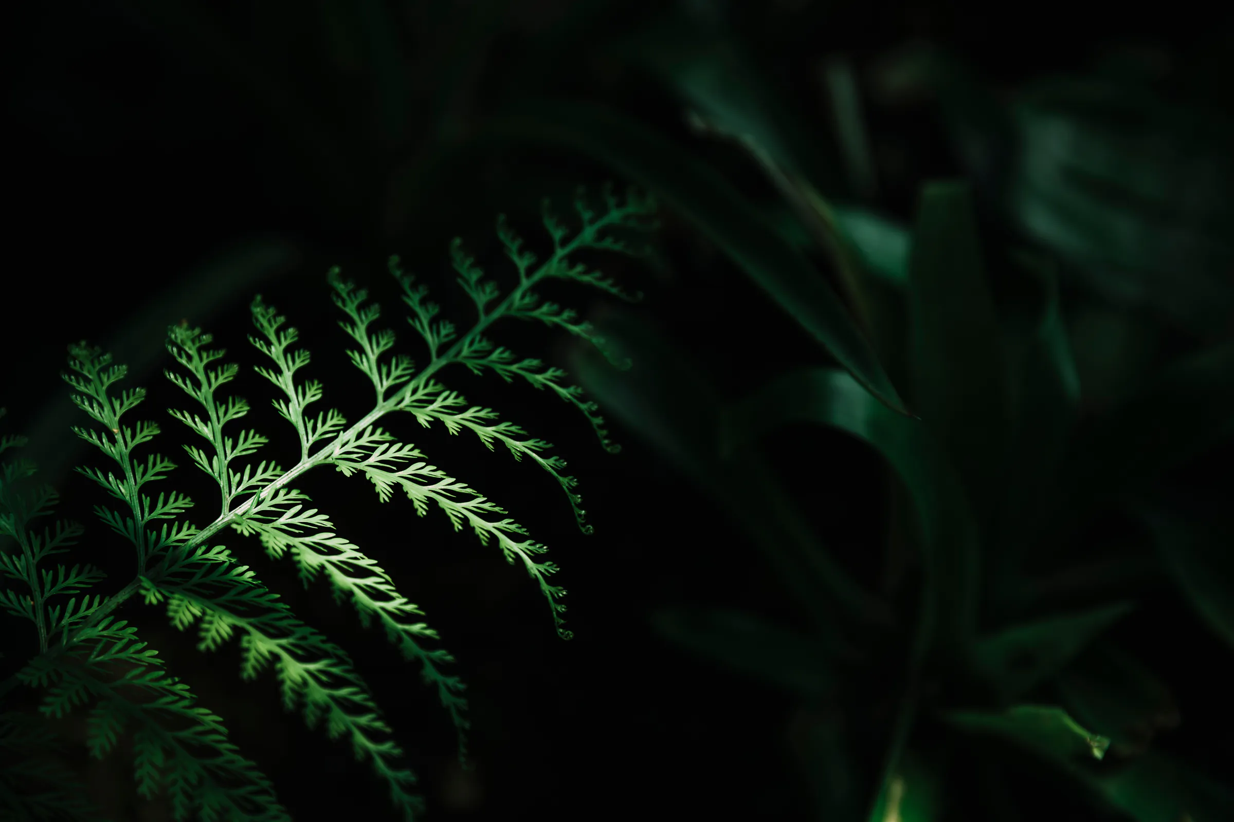 dark leaf